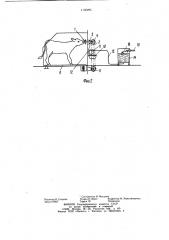 Устройство для кормления животных (патент 1130295)
