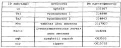 Подавление экспрессии генов у насекомых-вредителей (патент 2665549)