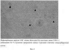 Штамм вируса африканской чумы свиней 8-го серотипа, адаптированный к перевиваемой культуре клеток cos-1 (патент 2575079)