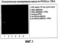 Адъювант на основе полиинозиновой кислоты - полицитидиловой кислоты (патент 2383552)