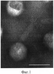 Штамм бактериофага staphylococcus aureus sa20, обеспечивающий разрушение биопленок, образуемых бактериями рода staphylococcus (патент 2565824)