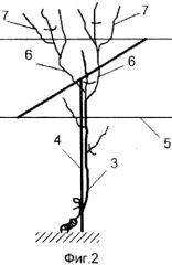 Способ ведения виноградного куста (патент 2562524)