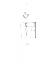 Способ посева желудей в контейнеры при выращивании сеянцев дуба с закрытой корневой системой (патент 2621993)