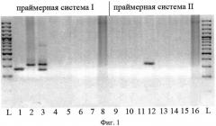 Способ видовой днк-дифференциации на разных стадиях жизненного цикла гельминтов-возбудителей церкариального дерматита человека (патент 2509156)