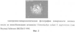 Штамм clonostachys solani f. nigrovirens (van beyma) schroers - биодеструктор термопластичного полиуретана и латекса на основе акриловой кислоты (патент 2415917)