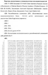 Рекомбинантная плазмидная днк, обеспечивающая синтез иммунодоминантного белка borrelia garinii, используемого для диагностики лайм-боррелиоза (варианты) (патент 2260047)