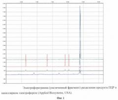 Способ определения гаплотипического полиморфизма участка аутосомной днк индивидуума (патент 2432398)