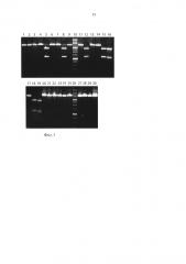 Штамм бактерий plantibacter flavus 3kz - продуцент метилзависимой сайт-специфической эндонуклеазы pfsi (патент 2593723)