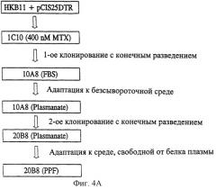 Способ получения и выделения белка, обладающего активностью фактора viii, линия клеток нкв, экспрессирующая белок, обладающий активностью фактора viii (варианты) (патент 2249041)