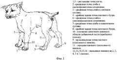 Способ измерения лапы животного для проектирования удобной обуви для собак (патент 2349081)
