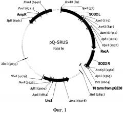 Интегративная генетическая конструкция pq-srus для получения штаммов дрожжей yarrowia lipolytica, обладающих способностью к гомологичной рекомбинации генома митохондрий за счёт экспрессии гена белка reca бактериального происхождения (патент 2562869)