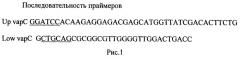 Рекомбинантная плазмидная днк pmind-vapc, содержащая нуклеотидную последовательность, кодирующую ген vapc msmeg_1284 (патент 2524143)
