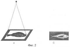 Способ получения рентгеновского изображения рыб (патент 2460994)