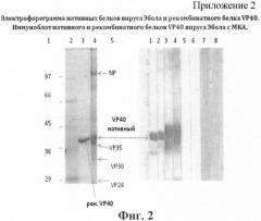 Штамм гибридных клеток животного mus musculus l.- продуцент моноклональных антител для выявления белка vp40 вируса эбола, субтип заир (штамм mainga) (варианты), моноклональное антитело, продуцируемое штаммом (варианты), и набор для иммуноферментной тест-системы формата "сэндвич" для выявления белка vp40 вируса эбола, субтип заир (штамм mainga) (патент 2395577)