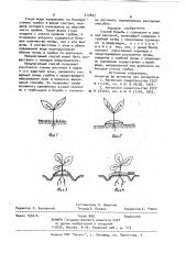 Способ борьбы с сорняками в рядках растений (патент 917823)