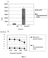 Рекомбинантная плазмидная днк puc8hbc-pres1, кодирующая ген белка корового антигена вируса гепатита в, включающий эпитоп pre-s1 района поверхностного белка вируса гепатита в (27-37 а.о.), и штамм бактерий escherichia coli - продуцент гибридного белка hbc-pres1 (патент 2295570)