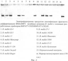 Олигонуклеотидные праймеры bmvat7-ch2s/bmvat7-ch2as для обнаружения фрагмента дифференциации вмаа0871 штаммов возбудителя сапа (патент 2478713)