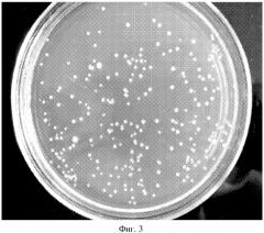 Способ культивирования listeria monocytogenes на питательной среде, приготовленной на основе листового салата (lactuca sativa) (патент 2562859)