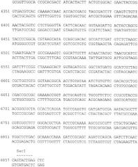 Плазмида pnan5, определяющая синтез l-аспарагиназы еса2, штамм bacillus cereus 1576-pnan5 - промышленный штамм-продуцент рекомбинантной l-аспарагиназы еса2 и способ ее получения (патент 2313575)