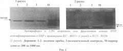 Способ диагностики вируса инфекционного некроза поджелудочной железы лососевых методом полимеразной цепной реакции (патент 2508547)