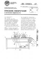 Устройство для разделки кальмара (патент 1243675)