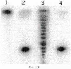 Штамм бактерий planomicrobium koreense 78k - продуцент сайт-специфической эндонуклеазы pkri (патент 2475534)