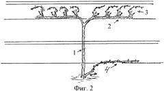 Способ ведения виноградных насаждений (патент 2351118)