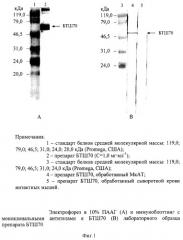 Способ биопротекции, основанный на использовании препарата бтш70, предназначенный для создания средств и методов неспецифической защиты от опасных биологических поражающих факторов (патент 2294210)