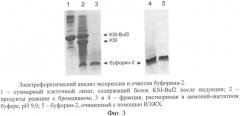 Рекомбинантная плазмидная днк pet-ksi-buf2, кодирующая гибридный белок, содержащий антимикробный пептид буфорин-2, штамм escherichia coli bl21(de3)/pet-ksi-buf2 - продуцент указанного белка и способ получения антимикробного пептида буфорина-2 (патент 2347811)