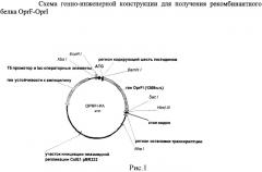 Рекомбинантная плазмидная днк ppa-oprfi, кодирующая гибридный рекомбинантный белок f-i наружной мембраны pseudomonas aeruginosa, штамм escherichia coli pa-oprfi-продуцент гибридного рекомбинантного белка f-i наружной мембраны pseudomonas aeruginosa и способ получения гибридного рекомбинантного белка f-i наружной мембраны pseudomonas aeruginosa (патент 2537006)