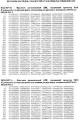 Рекомбинантный штамм дрожжей hansenula polymorpha - продуцент главного капсидного белка l1 вируса папилломы человека типа 16 (патент 2546241)