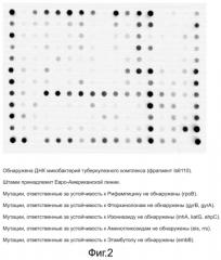 Способ обнаружения днк возбудителя туберкулеза с одновременным установлением его генотипа и определением генетических детерминант множественной и широкой лекарственной устойчивости, олигонуклеотидный микрочип, набор праймеров и набор олигонуклеотидных зондов, используемые в способе (патент 2562866)