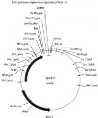 Интегративная генетическая конструкция pwpr-le (патент 2539768)