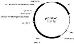 Рекомбинантная плазмидная днк, кодирующая синтез дельта-эндотоксина cry iiia, и штамм bacillus thuringiensis ssp. kurstaki, полученный на основе рекомбинантной плазмидной днк (патент 2278161)