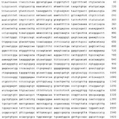 Рекомбинантная плазмида рсрg-сytda/upp для экспресси гибридного белка цитозиндезаминаза-урацилфосфорибозил трансфераза, рекомбинантная плазмида рсрg-сytda/upp/vp22 для экспрессии гибридного белка цитозиндезаминаза-урацилфосфорибозил трансфереза-vp22, лечебная композиция для терапии онкологических заболеваний и способ ее применения (патент 2580220)