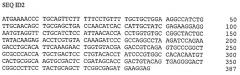 Клеточная линия hufshik, секретирующая рекомбинантный человеческий фсг (патент 2502798)