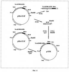 Пептидный вектор, способ его получения, нуклеотидная последовательность, рекомбинантная плазмидная днк и штамм escherichia coli b-8389 вкпм для его получения, способ генетической модификации клеток млекопитающих и человека (патент 2248983)