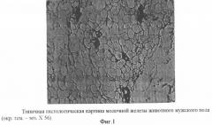 Способ моделирования гинекомастии в эксперименте (патент 2330327)