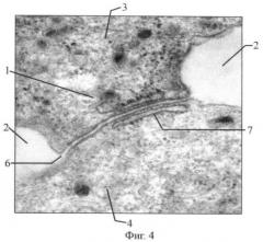 Способ моделирования синтициальных связей между клетками in vitro (патент 2433484)