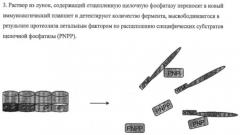 Способ определения наличия сибиреязвенной инфекции в биологических жидкостях и окружающей среде (патент 2418860)