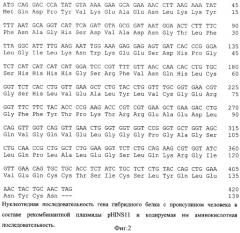 Рекомбинантная плазмидная днк phins11, кодирующая гибридный белок-предшественник инсулина человека, клетка escherichia coli, трансформированная рекомбинантной плазмидной днк phins11, штамм бактерий escherichia coli jm109/phins11 - продуцент гибридного белка-предшественника инсулина человека и способ получения инсулина человека (патент 2354702)