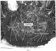 Способ индивидуальной идентификации особей камчатского краба (патент 2520035)
