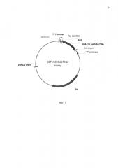 Плазмидный вектор pet-mchbac75na, штамм бактерии eschrichia coli bl21(de3/ pet-mchbac75na для экспрессии антимикробного пептида минибактенецина chbac7.5 nα и способ получения указанного пептида (патент 2618850)