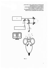 Система для адресного контроля нейронов мозга живых свободноподвижных животных на основе размыкаемого волоконно-оптического зонда с многоканальными волокнами (патент 2639790)