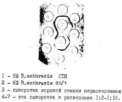 Способ получения иммунной сыворотки к антигенам вирулентного штамма bacillus anthracis (патент 2252031)