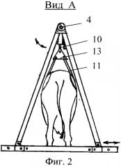 Станок для фиксации и подъема животных (патент 2560630)