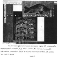 Способ оценки и сохранения морфометрических характеристик биологических объектов аквакультуры (патент 2437282)