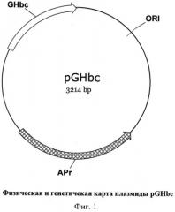 Рекомбинантная днк, кодирующая гибридный вакцинный белок ghbc для регуляции половой функции у животных, состоящий из нуклеокапсидного белка вируса гепатита в человека слитого с гонадолиберином (патент 2521652)