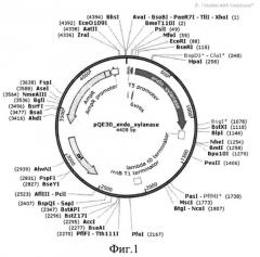 Штамм бактерии esherichia coli ex pqe30, продуцент эндоксиланазы бактерии geobacillus stearothermophillus 22 (патент 2542486)