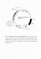 Кассетная генетическая конструкция, экспрессирующая две биологически активные siphk, эффективно атакующие мишени в мрнк обратной транскриптазы вич-1 субтипа а у больных в россии, и одну siphk, направленную на мрнк гена ccr5 (патент 2607381)